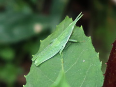 Atractomorpha similis