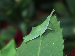 Atractomorpha similis