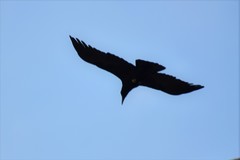 Corvus corone orientalis
