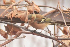 Fringilla coelebs