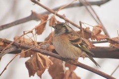 Fringilla coelebs
