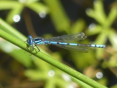 Austrocoenagrion lyelli