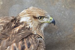Buteo