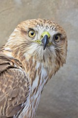 Buteo