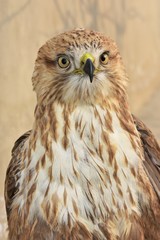 Buteo