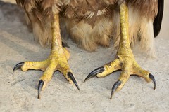 Buteo