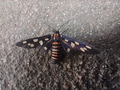 Amata passalis