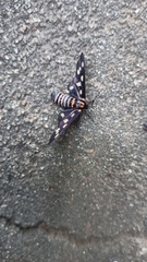 Amata passalis