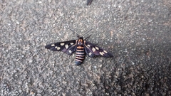 Amata passalis