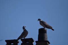Columba palumbus