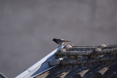 Phoenicurus ochruros