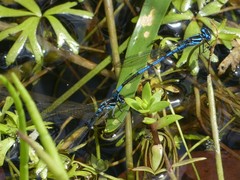 Austrocoenagrion lyelli