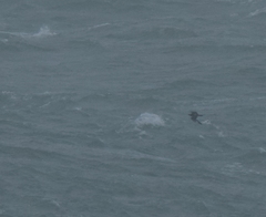 Stercorarius parasiticus