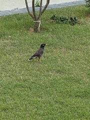 Acridotheres tristis