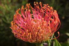 Leucospermum × hybridum