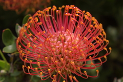 Leucospermum × hybridum