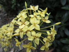Ixora