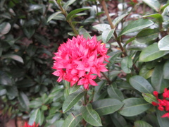 Ixora
