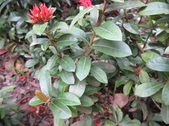 Ixora