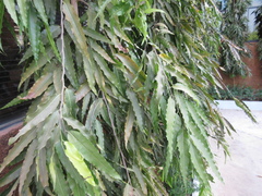 Polyalthia