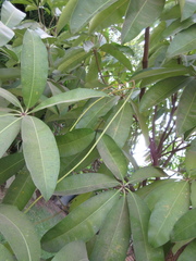 Magnoliopsida