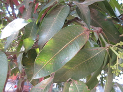 Mangifera