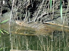Varanus niloticus