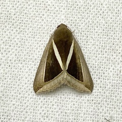 Chalciope alcyona