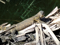 Varanus niloticus