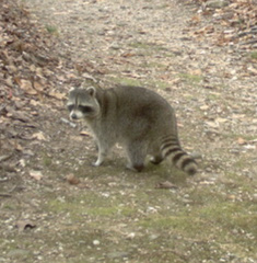 Procyon lotor