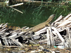 Varanus niloticus