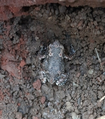 Uperodon taprobanicus
