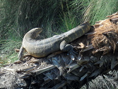 Varanus niloticus