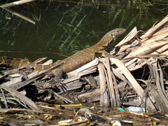 Varanus niloticus