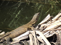 Varanus niloticus