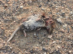 Crocidura suaveolens