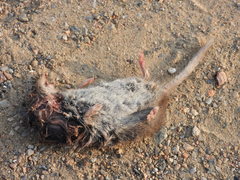 Crocidura suaveolens