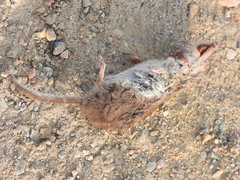 Crocidura suaveolens