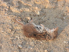 Crocidura suaveolens