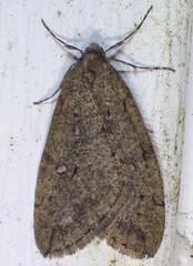 Paleacrita merriccata