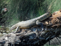 Varanus niloticus