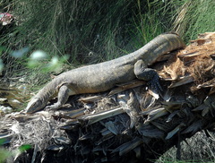 Varanus niloticus