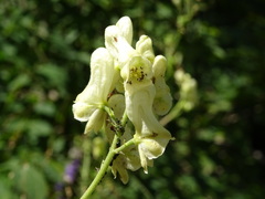 Aconitum lycoctonum