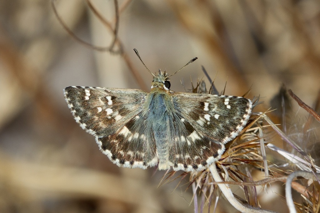 Sage Skipper