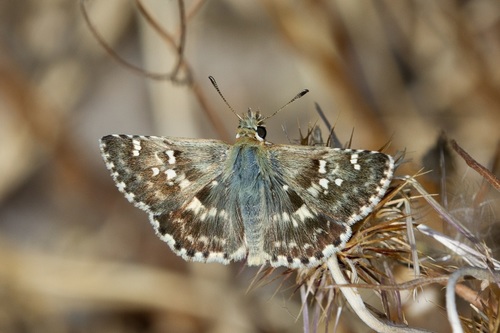Syrichtus proto