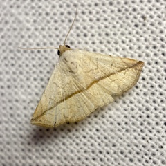 Eublemma perversicolor