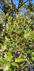 Quercus trojana
