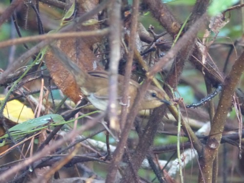 iNaturalist image