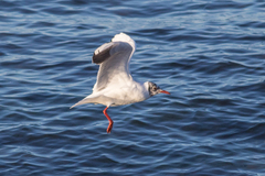 Chroicocephalus ridibundus