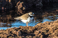 Charadrius hiaticula
